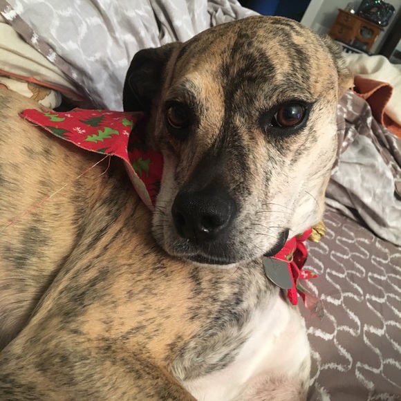brindle2026